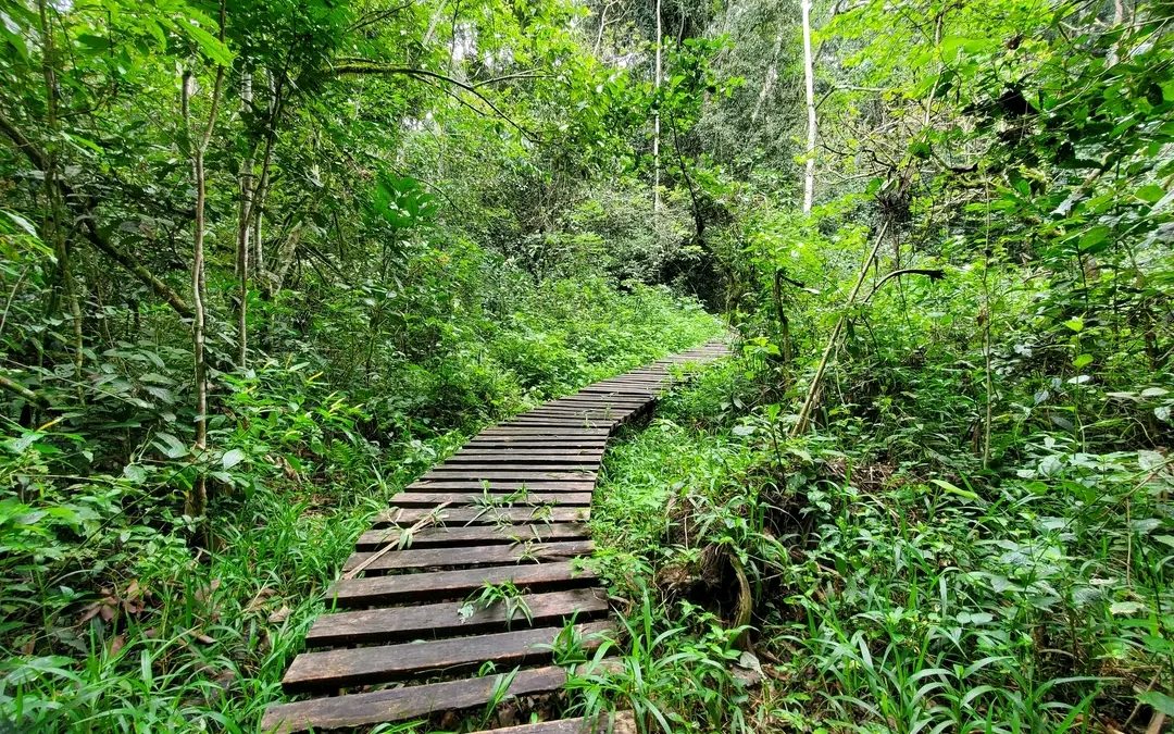 East Africa Safari Guide: Cost, Best Time & Routes 2026/2027 17 Wooden forest boardwalk passing through the lush tropical rainforest of Kibale National Park in Uganda