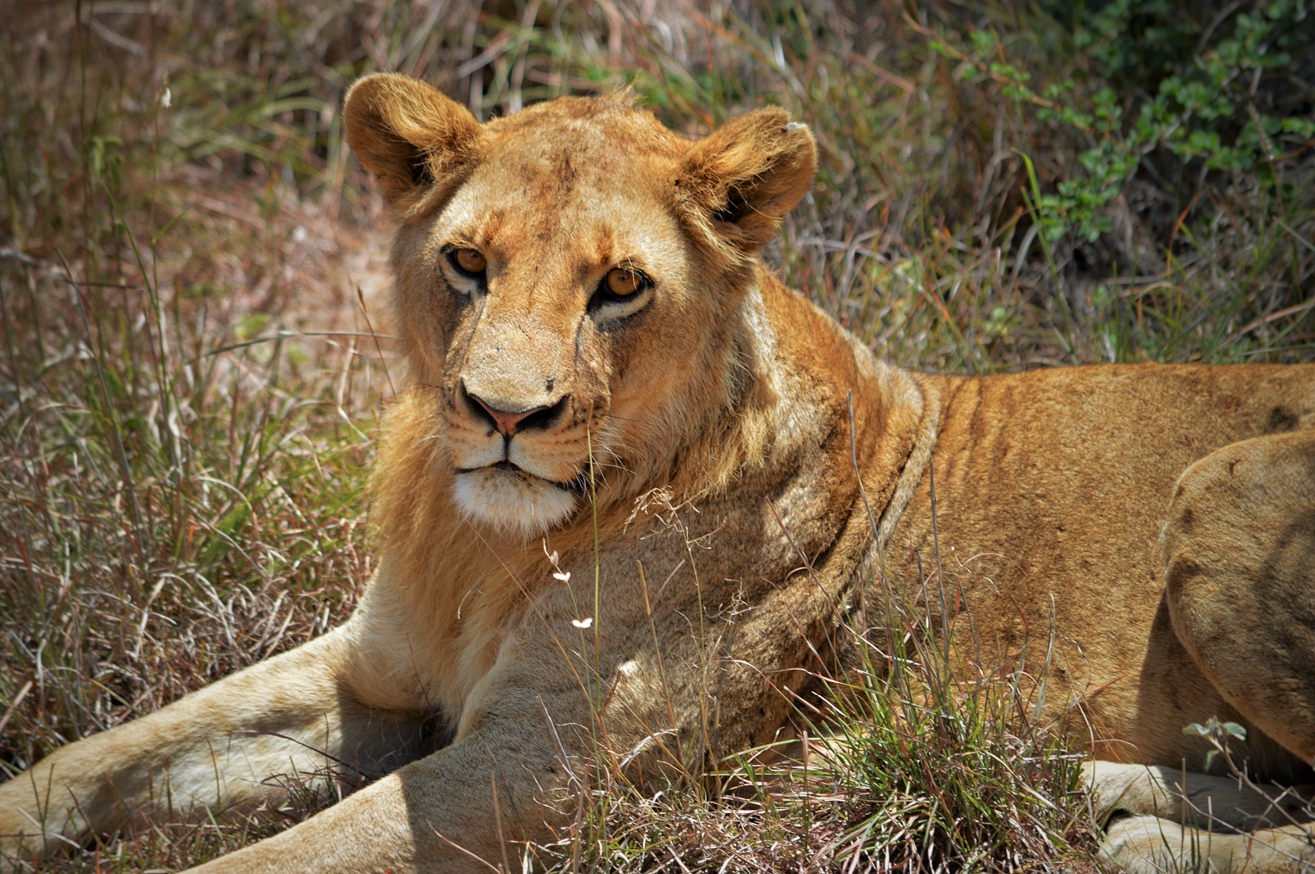 What Makes Kidepo Valley Unique From Other Parks? 19 Lion resting in Kidepo Valley savannah Uganda