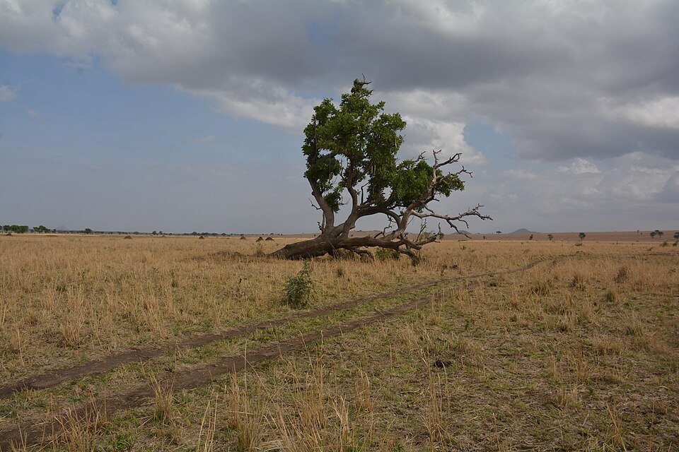 Kidepo Valley Safari 1 Scenic view of Kidepo Valley savannah plains and distant mountains
