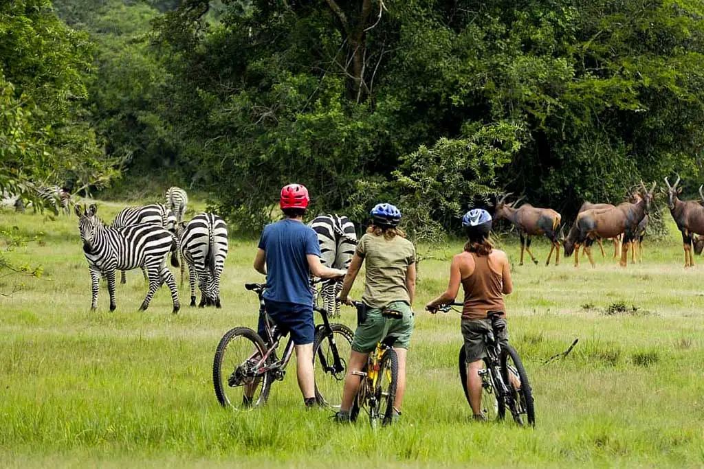 Uganda Safari for Couples 11 Lake Mburo Safari in Uganda with zebras in Lake Mburo National Park