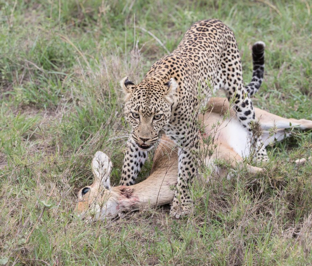 Uganda Travel Guide