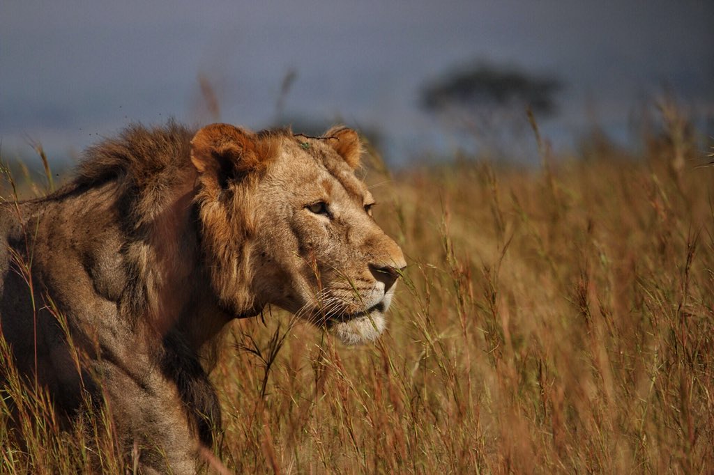 Incredible Uganda Wildlife Encounters: Ultimate Safari Guide 2026/2027 19 Male African lion walking through tall grass on the open savannah during a wildlife safari