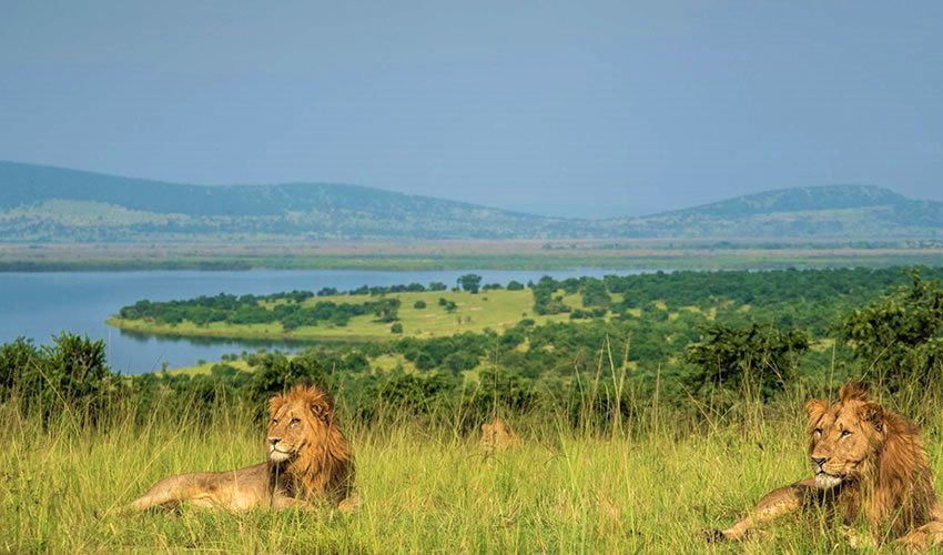 Rwanda Wildlife Guide: Best Safaris & Animals (2026/2027) 5 Two male lions resting in the savannah with scenic lakes and hills in the background at Akagera National Park, Rwanda