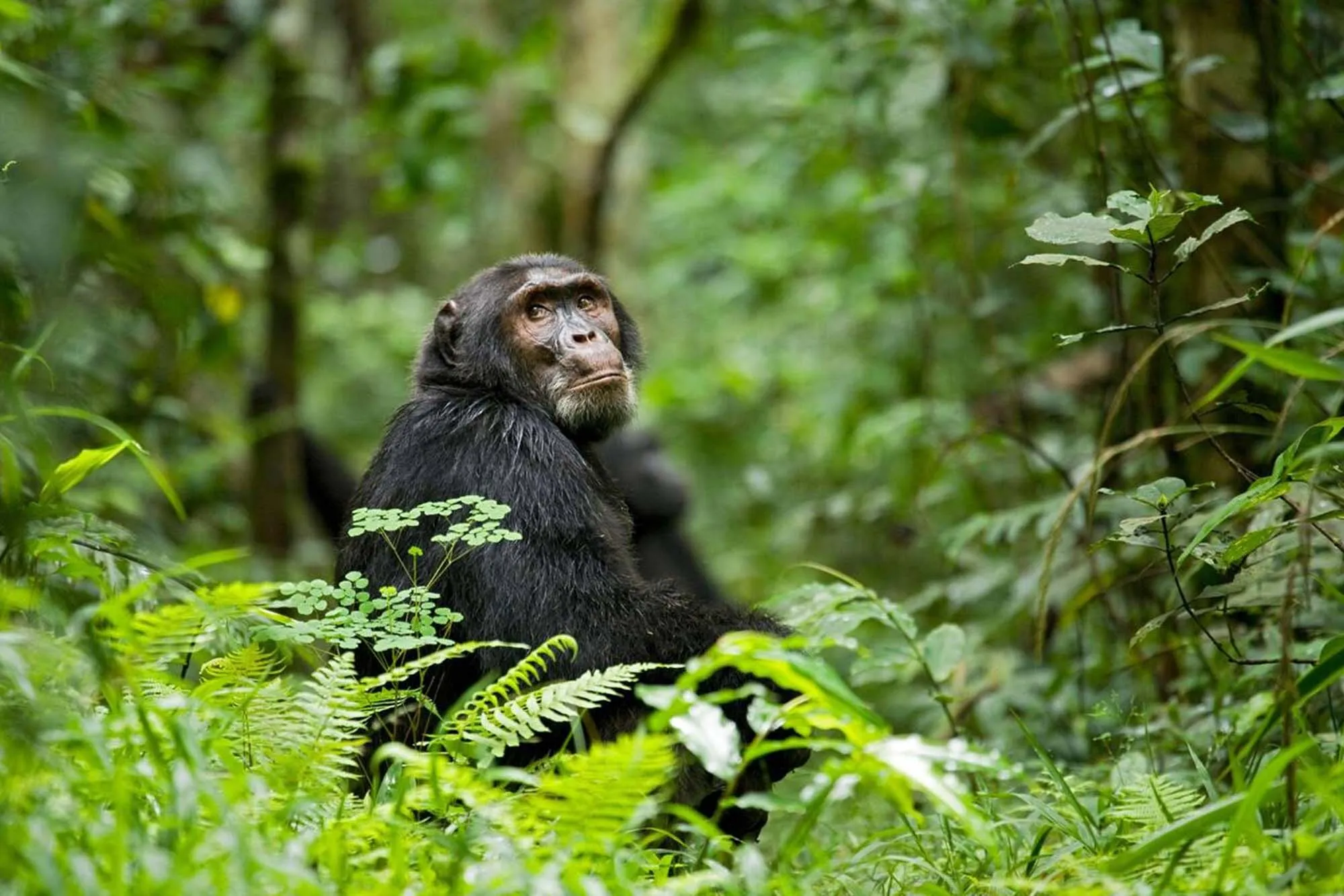 Best Uganda Luxury Holidays 2026/2027: Ultimate Safari Guide 39 Chimpanzee sitting in lush tropical rainforest during a luxury chimpanzee trekking experience in Kibale National Park, Uganda