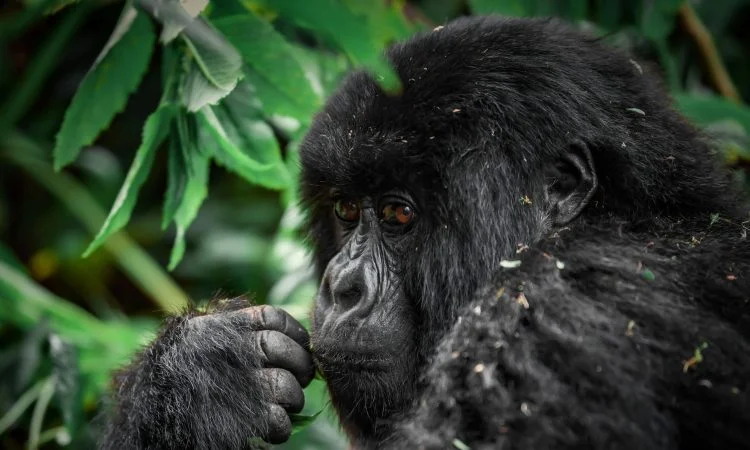 Best Luxury Fly-In Gorilla Safaris to Bwindi: 2026/2027 Guide 9 Mountain gorilla in Bwindi Impenetrable National Park during a luxury fly-in gorilla safari in Uganda