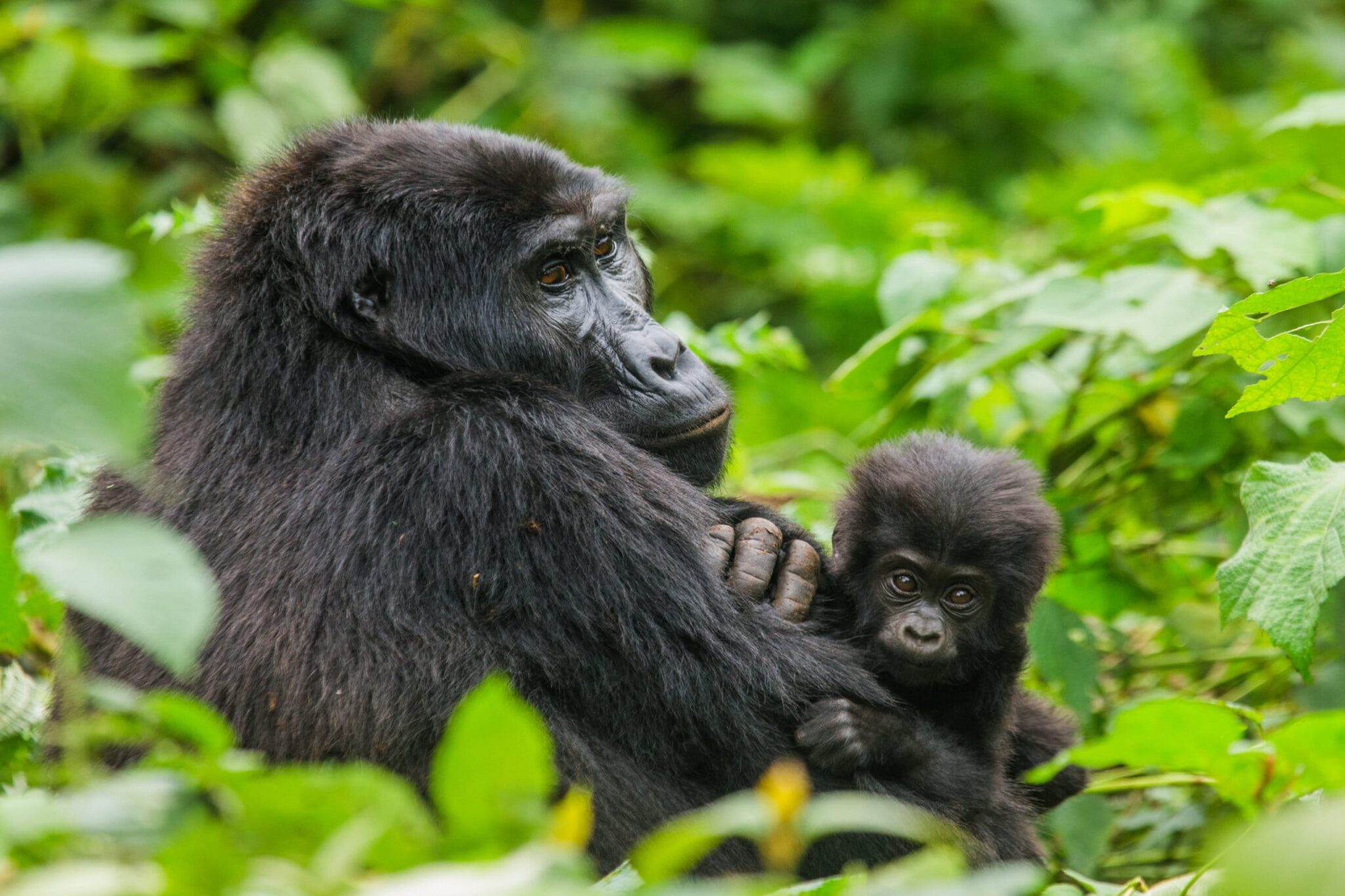 Best Uganda Luxury Holidays 2026/2027: Ultimate Safari Guide 19 Mountain gorilla mother with her baby resting in lush forest vegetation during a luxury gorilla trekking experience in Bwindi Impenetrable National Park