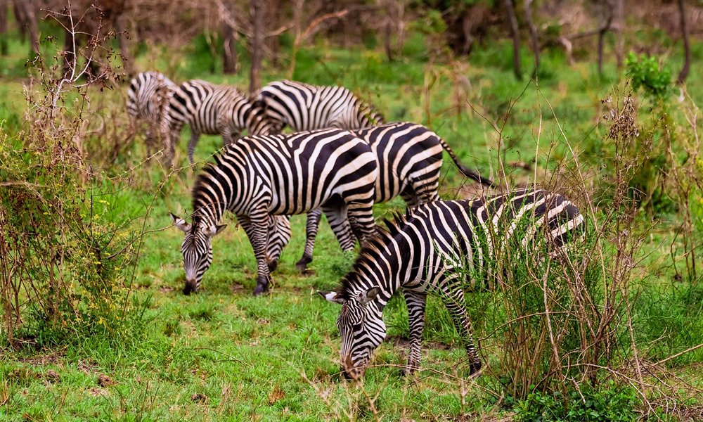 Best Rwanda Safari Packages in 2026/2027 | Wildlife Safari 15 Zebras grazing in the savannah representing luxury Rwanda safari packages and wildlife experiences in Akagera National Park.