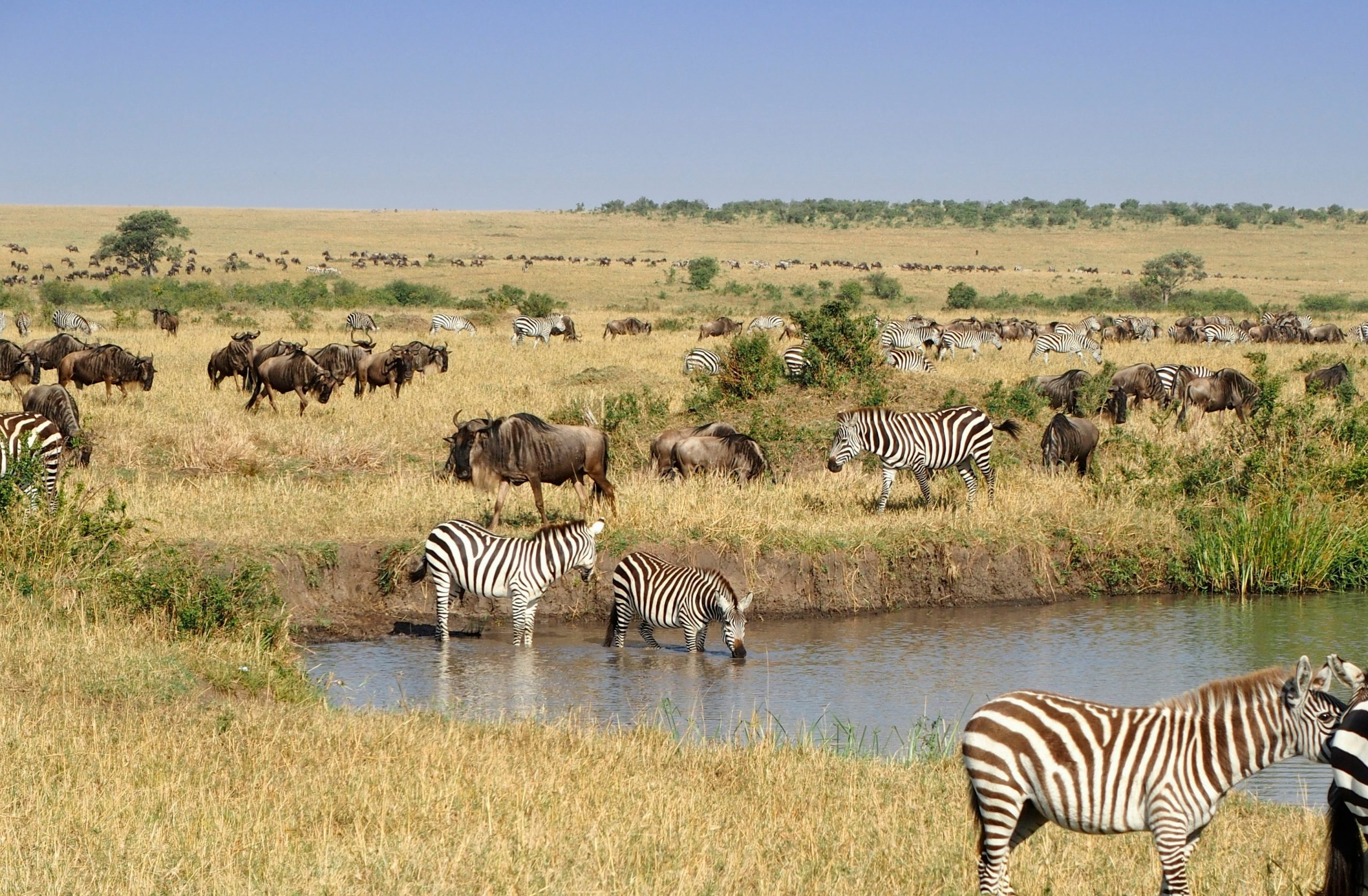 East Africa Safari Guide: Cost, Best Time & Routes 2026/2027 23 Zebras and wildebeest grazing beside a waterhole in Maasai Mara National Reserve, Kenya