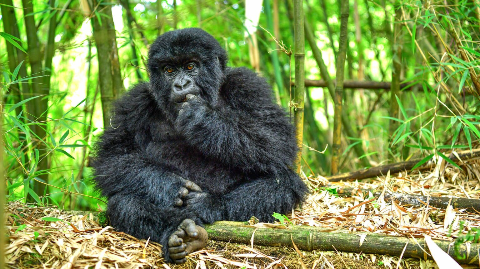 Gorilla trekking for photographers 3 A mountain gorilla sitting among bamboo stalks in Mgahinga National Park.