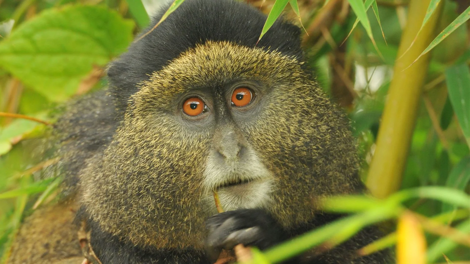 Best Rwanda Safari Packages in 2026/2027 | Wildlife Safari 11 Golden monkey in bamboo forest representing mid-range Rwanda safari packages and primate trekking experiences.