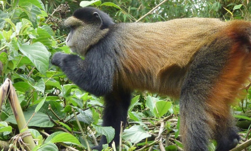 Golden Monkey Safari 7 A golden monkey close-up showcasing its bright orange-gold fur