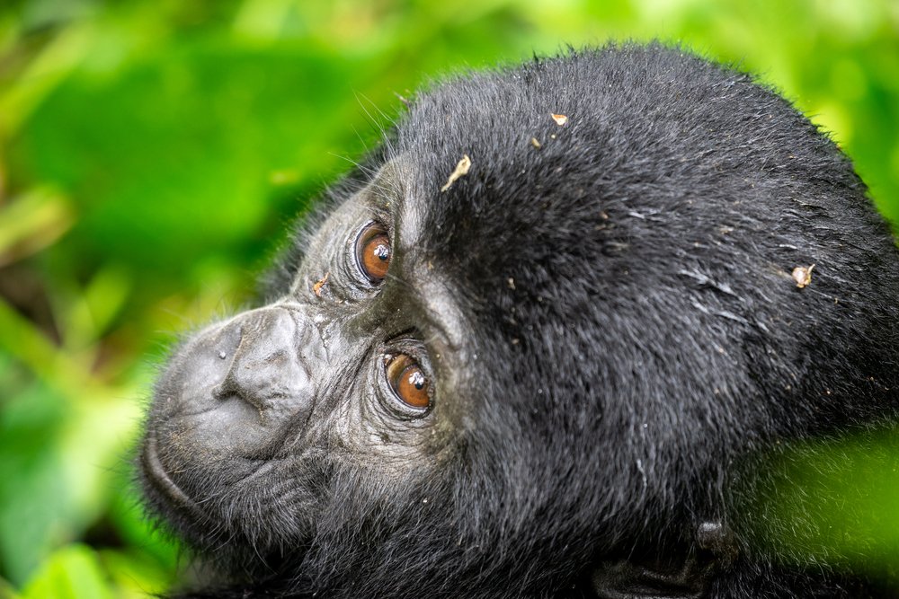 East Africa Safari Guide: Cost, Best Time & Routes 2026/2027 29 Close-up of a mountain gorilla resting in lush green rainforest during gorilla trekking in Uganda and Rwanda