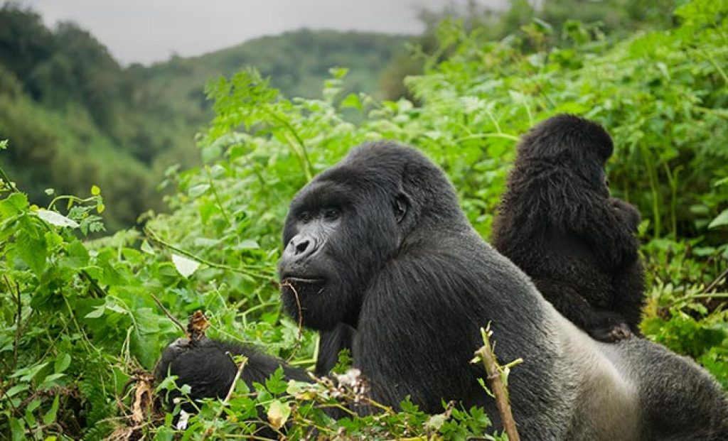 Rwanda Wildlife Guide: Best Safaris & Animals (2026/2027) 3 Mountain gorillas resting and feeding among dense green vegetation in Rwanda’s forest habitat