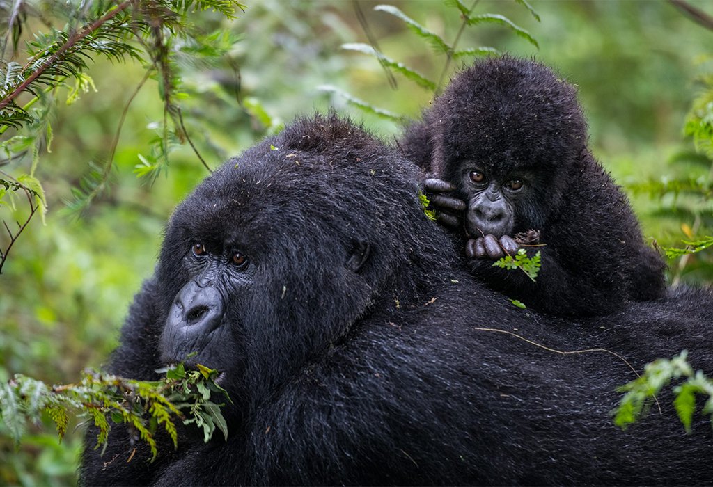 Rwanda Wildlife Guide: Best Safaris & Animals (2026/2027) 11 Adult mountain gorilla carrying a young gorilla through lush forest vegetation in Volcanoes National Park, Rwanda
