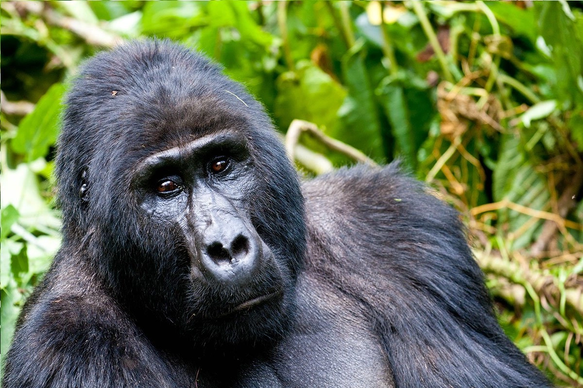 Incredible Uganda Wildlife Encounters: Ultimate Safari Guide 2026/2027 7 Close-up of a mountain gorilla resting in the lush rainforest of Bwindi Impenetrable National Park, Uganda