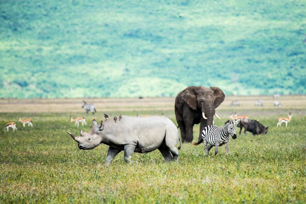 Tanzania Northern Circuit Safaris in Ngorongoro Conservation Area
