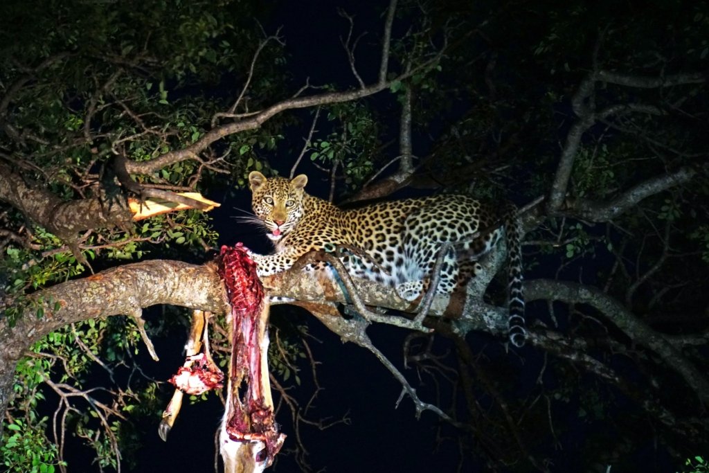 Wildlife Conservation Success in Akagera National Park 35 Night game drive in Akagera National Park