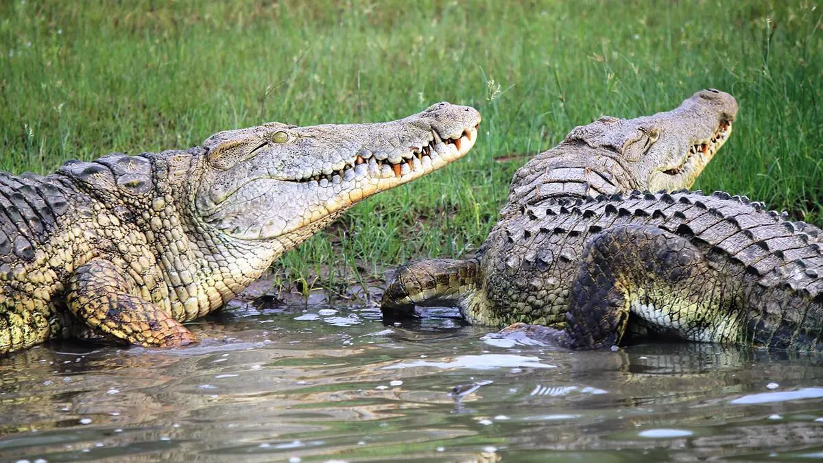Wildlife Conservation Success in Akagera National Park 23 Nile crocodiles along Lake Ihema shoreline