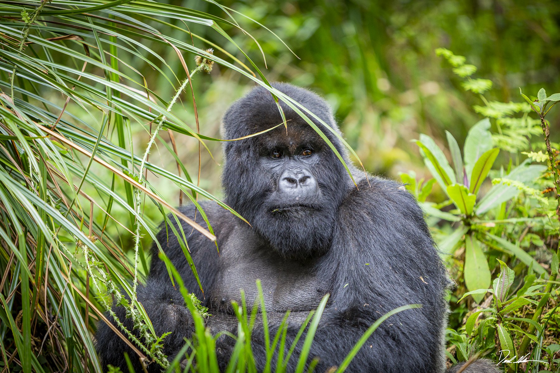 Nkuringo Gorilla Trekking Guide 9 A massive silverback gorilla looking directly at the camera in dense foliage