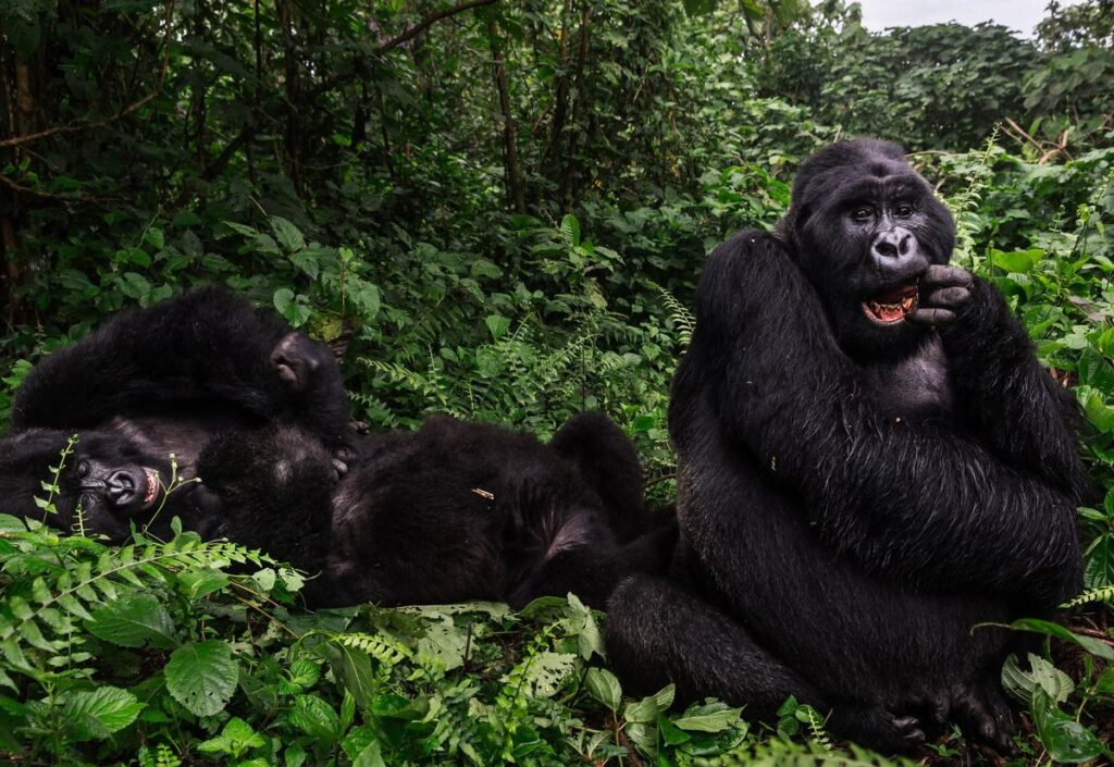 Nkuringo Gorilla Trekking Guide 1 Mountain gorillas resting on a lush green hillside in Nkuringo Bwindi