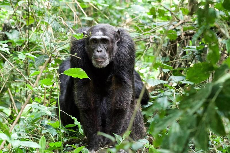 Rwanda Budget Safaris: Ultimate 2026 Guide 17 Rwanda Budget safari