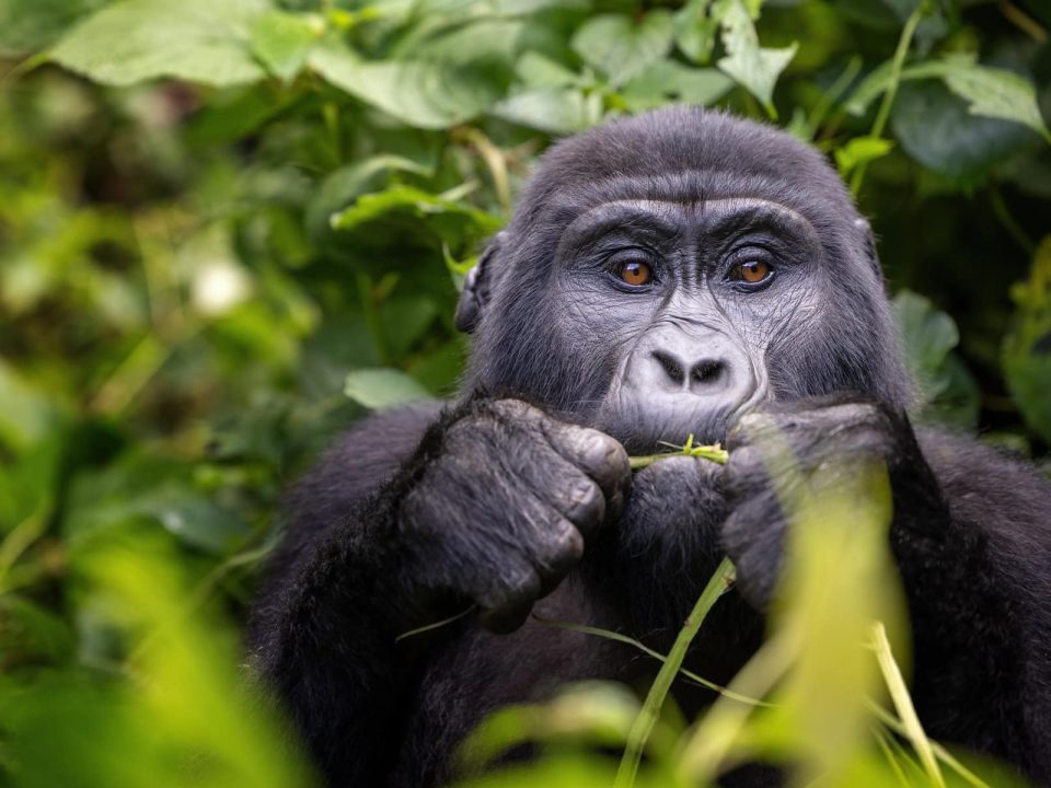 Nyungwe Chimpanzees 1 Gorilla eating a leafy plant while surrounded by dense green vegetation in a tropical forest.