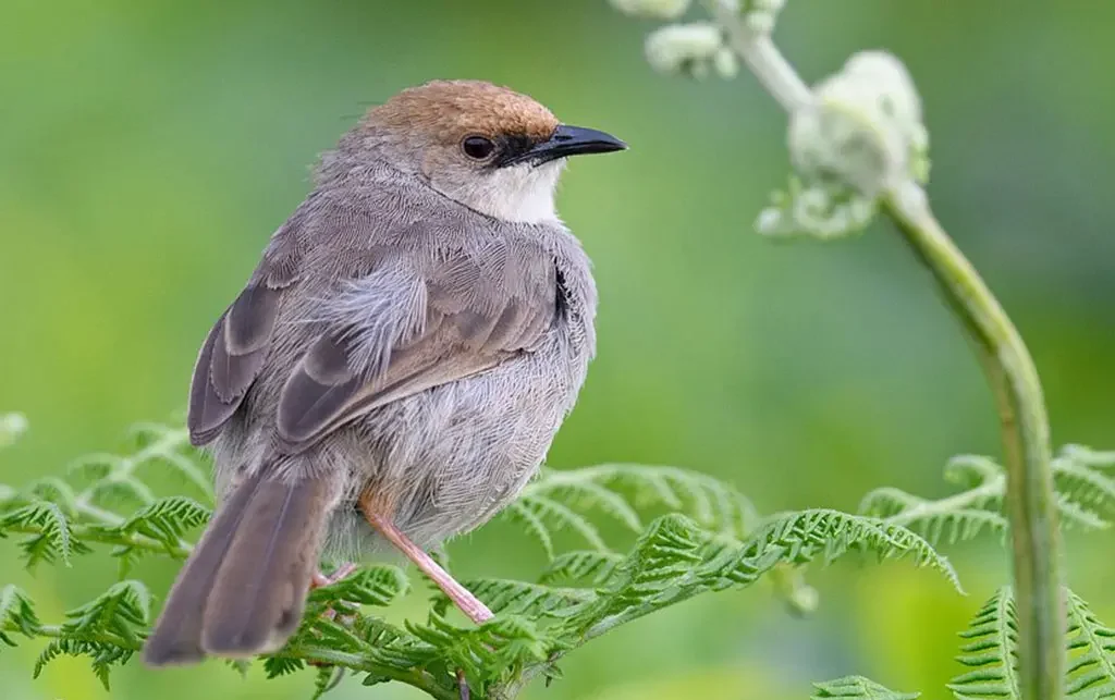 Best Rwanda Birding Safari: Ultimate Guide 2026/2027 3 Small forest bird perched on fern vegetation during an Albertine Rift birding experience in Nyungwe National Park, Rwanda