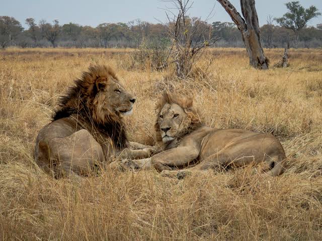 Tree-Climbing Lions guide 2026/27 15 Two male African lions resting together in dry savannah grassland