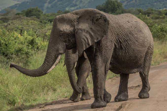 Tree-Climbing Lions guide 2026/27 13 African elephant walking along a safari track surrounded by green savannah vegetation