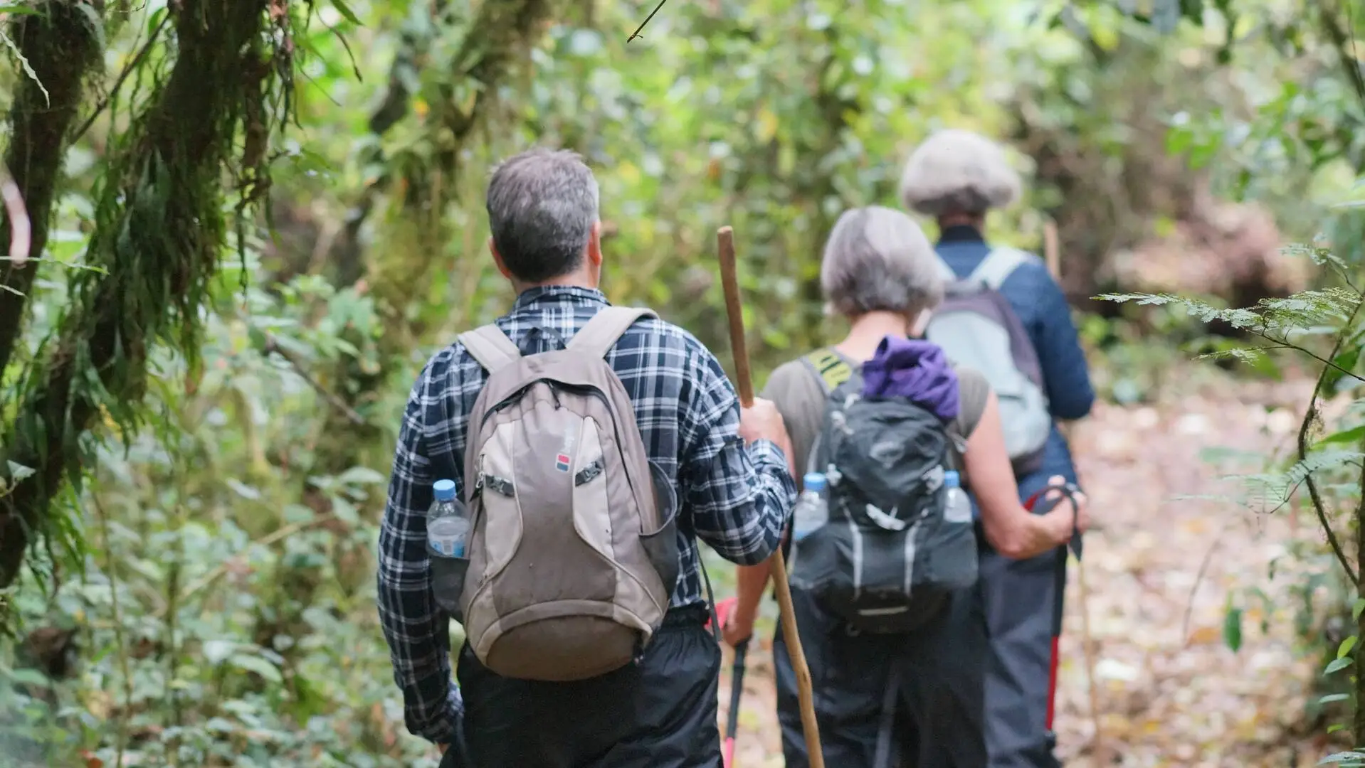 What to Pack for Kibale National Park 7 Trekkers carrying daypacks while walking through dense tropical forest vegetation in Kibale