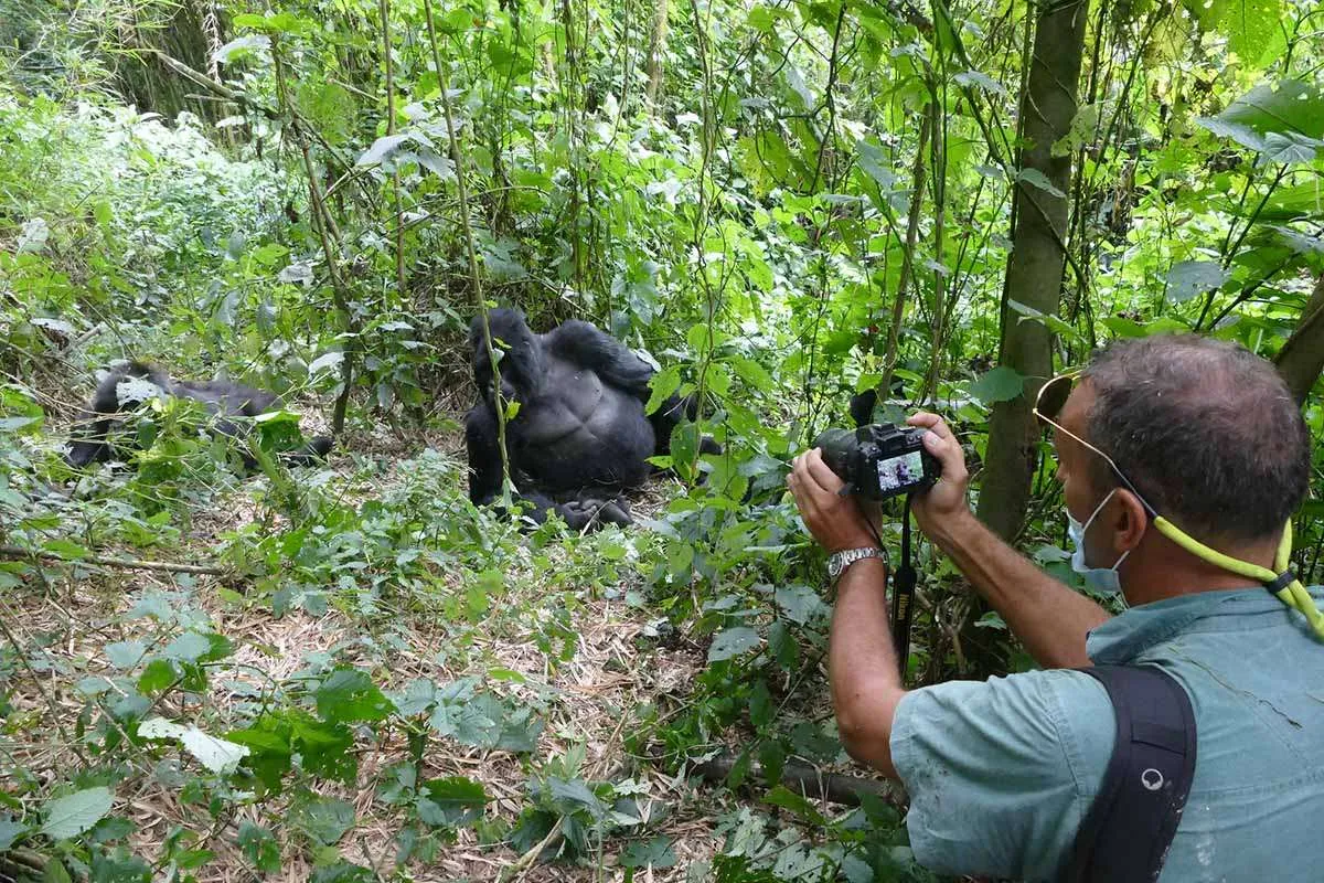 Gorilla trekking for photographers 17 Traveler photographing mountain gorillas during a gorilla trekking experience in Uganda