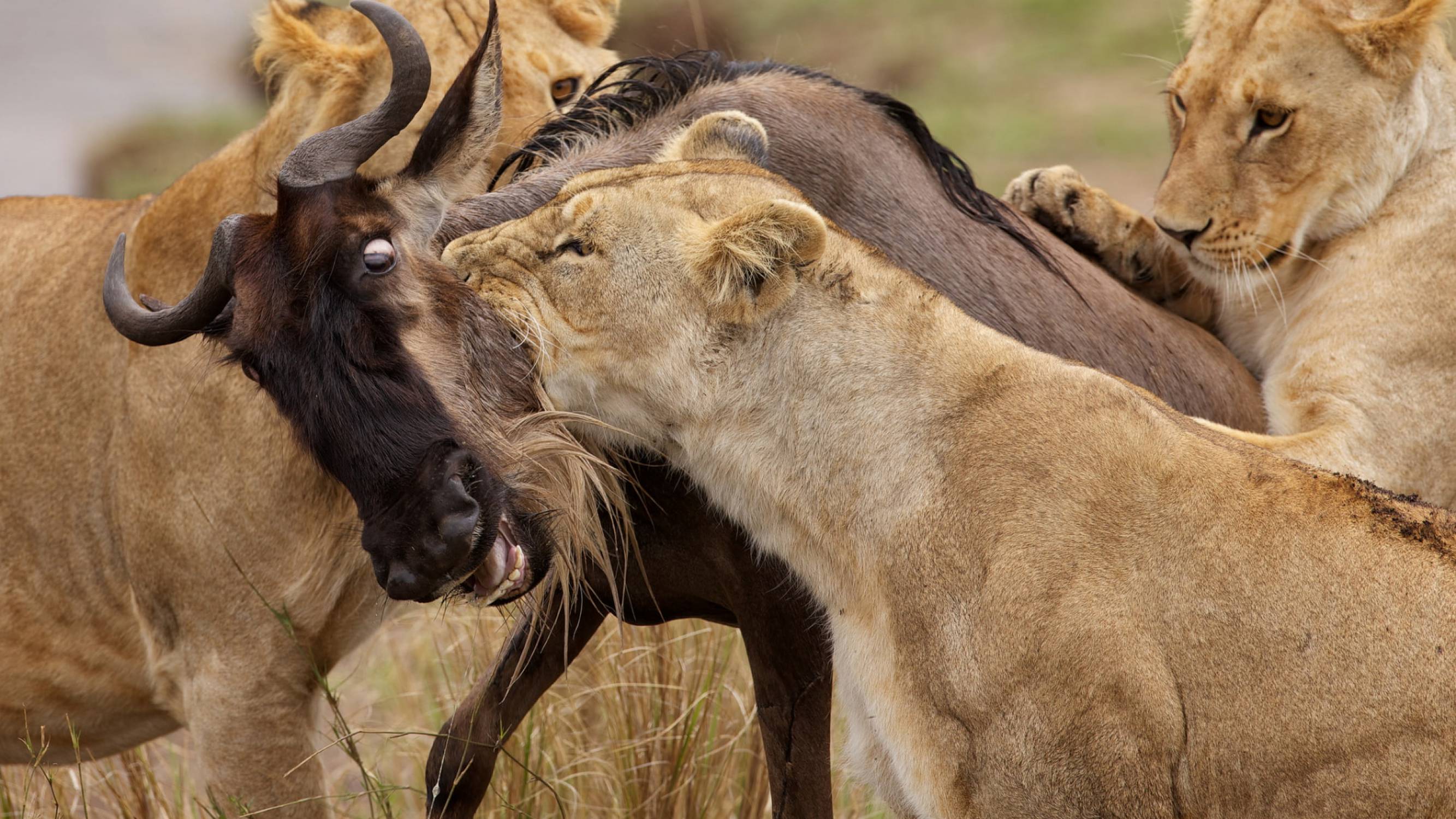 Uganda Gorillas and Serengeti Migration Safari Guide 27 Predators during Serengeti Great Migration Tanzania