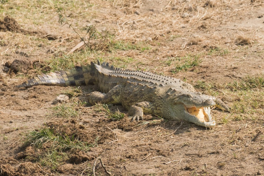 Queen Elizabeth National Park Guide 17 A large Nile crocodile lying on dry ground with its mouth wide open.