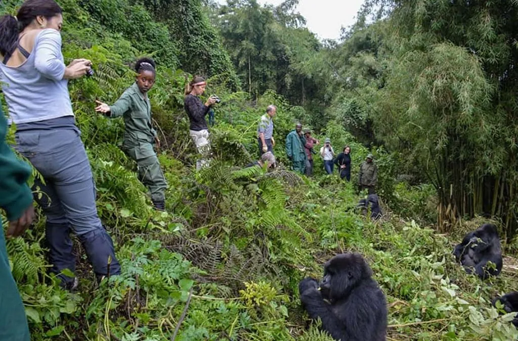 Nkuringo Gorilla Trekking Guide 21 A park ranger holding his hand out to guide tourists at a distance from a gorilla