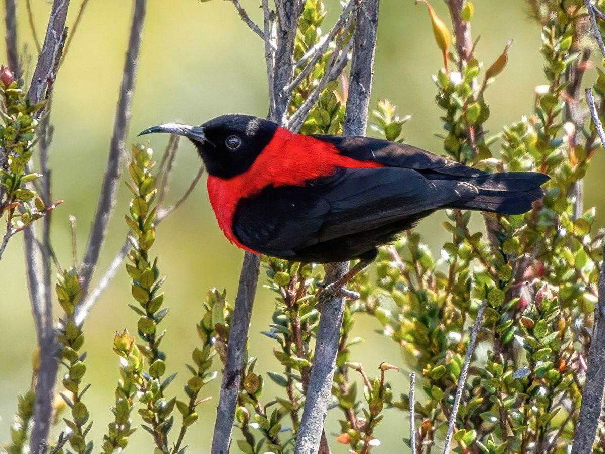 Best Rwanda Birding Safari: Ultimate Guide 2026/2027 25 Red-collared babbler perched among montane vegetation during a birdwatching safari in Rwanda’s Albertine Rift region