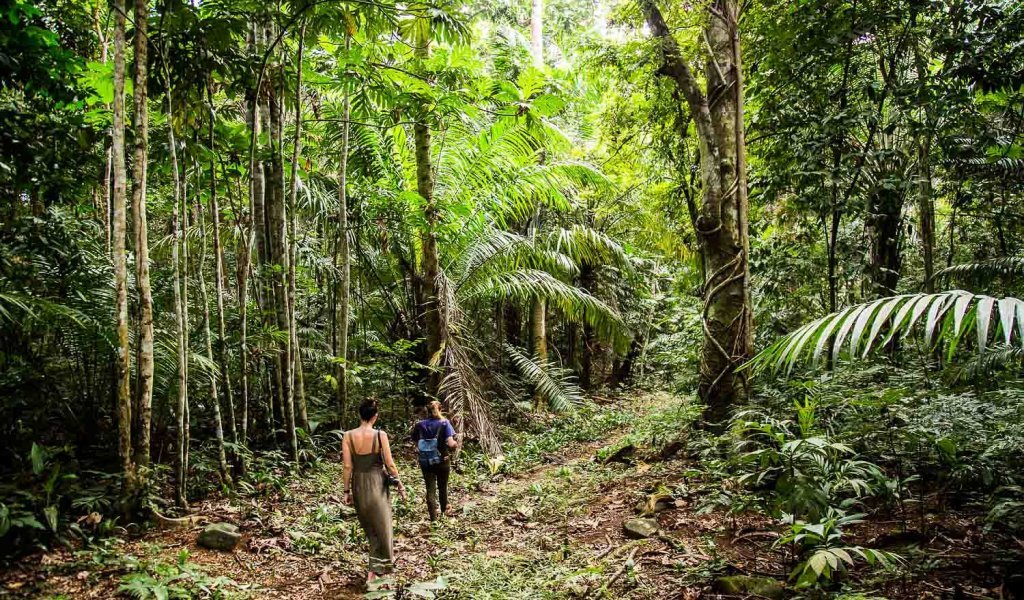 Uganda Safari FAQs 27 Eco-friendly travelers walking quietly through a pristine jungle