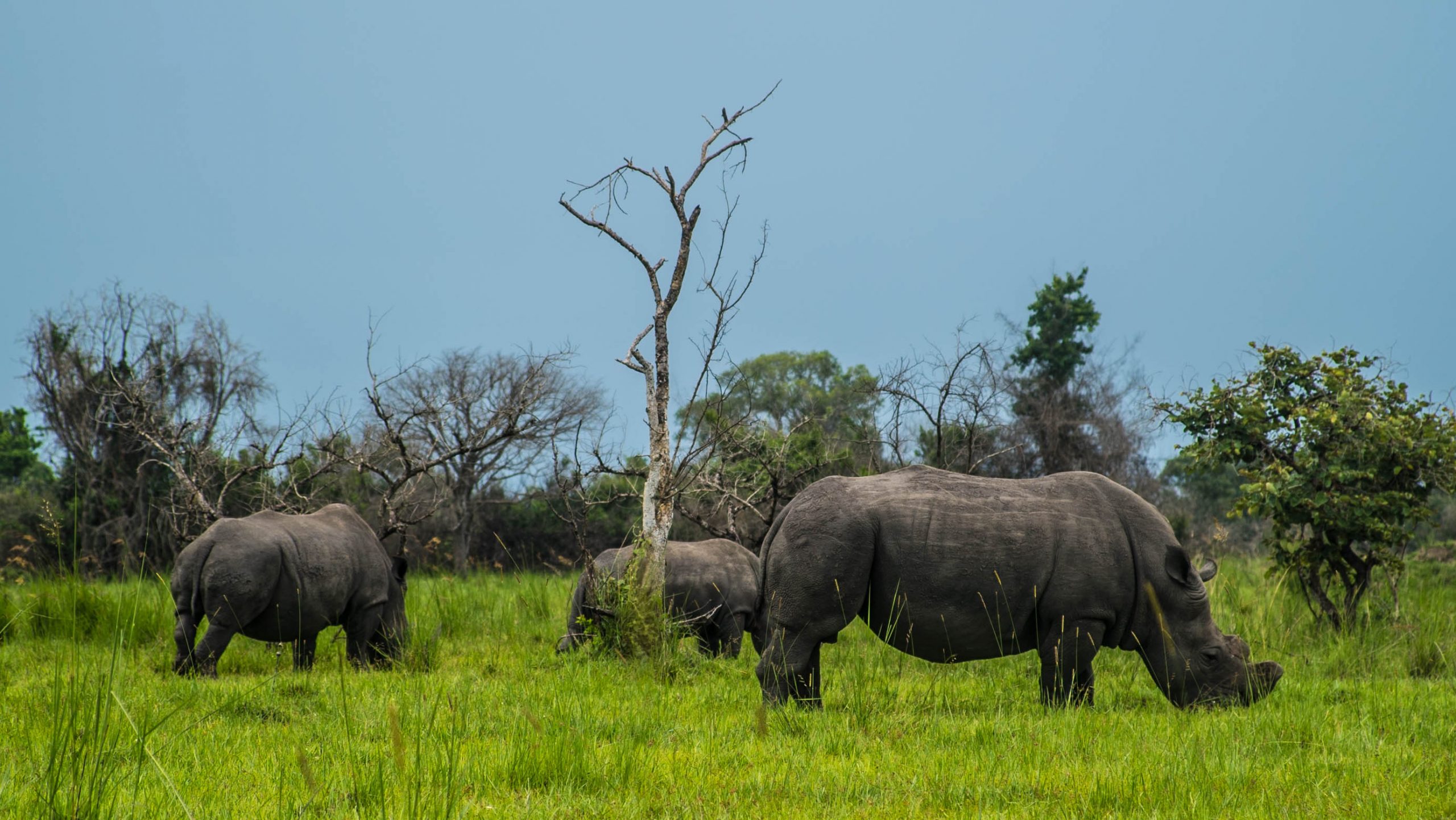 White rhinos grazing in green savannah during a rhino tracking experience in Uganda