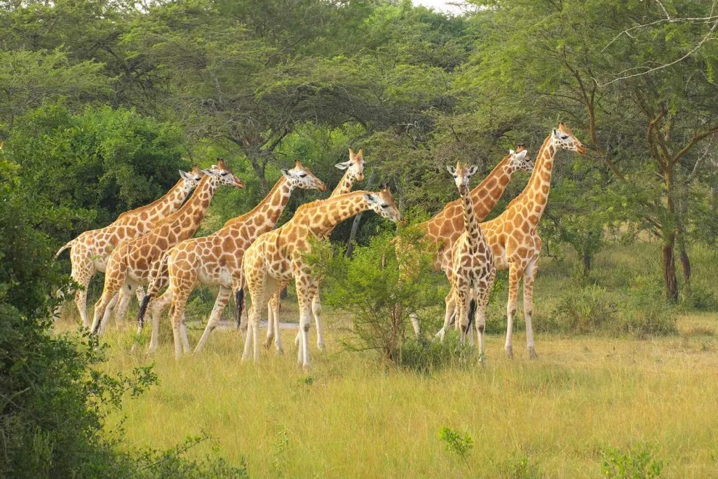 Incredible Uganda Wildlife Encounters: Ultimate Safari Guide 2026/2027 29 Herd of Rothschild’s giraffes standing in green savannah habitat during a wildlife safari in Uganda