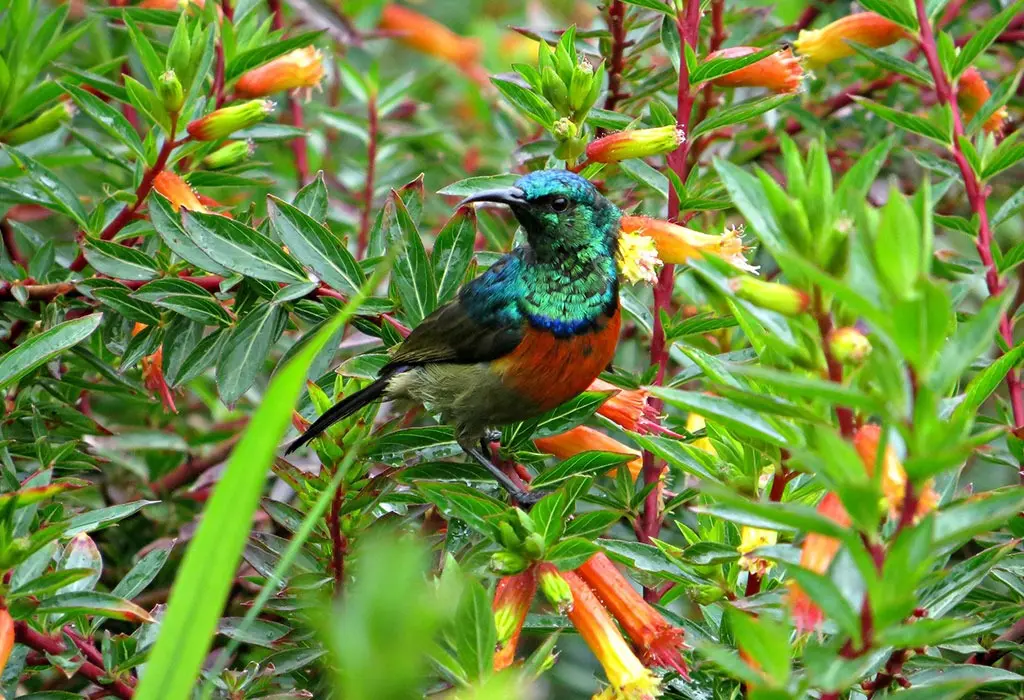 Best Rwanda Birding Safari: Ultimate Guide 2026/2027 1 Colorful sunbird feeding among bright flowering plants during a Rwanda birding safari and birdwatching experience