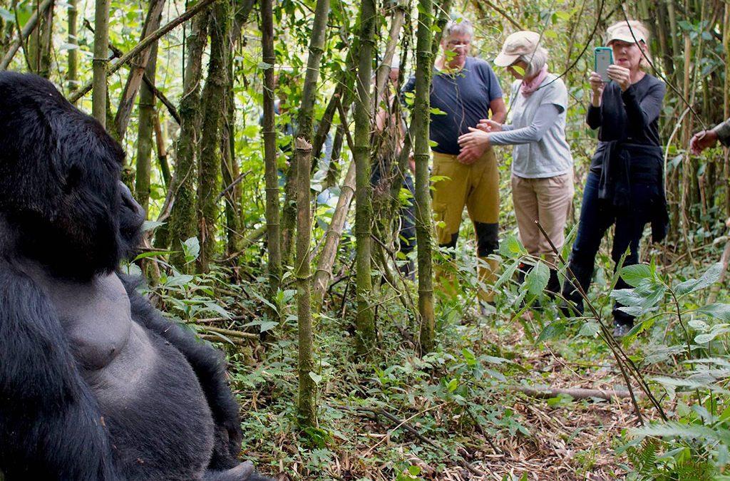 Rwanda safari on a budget