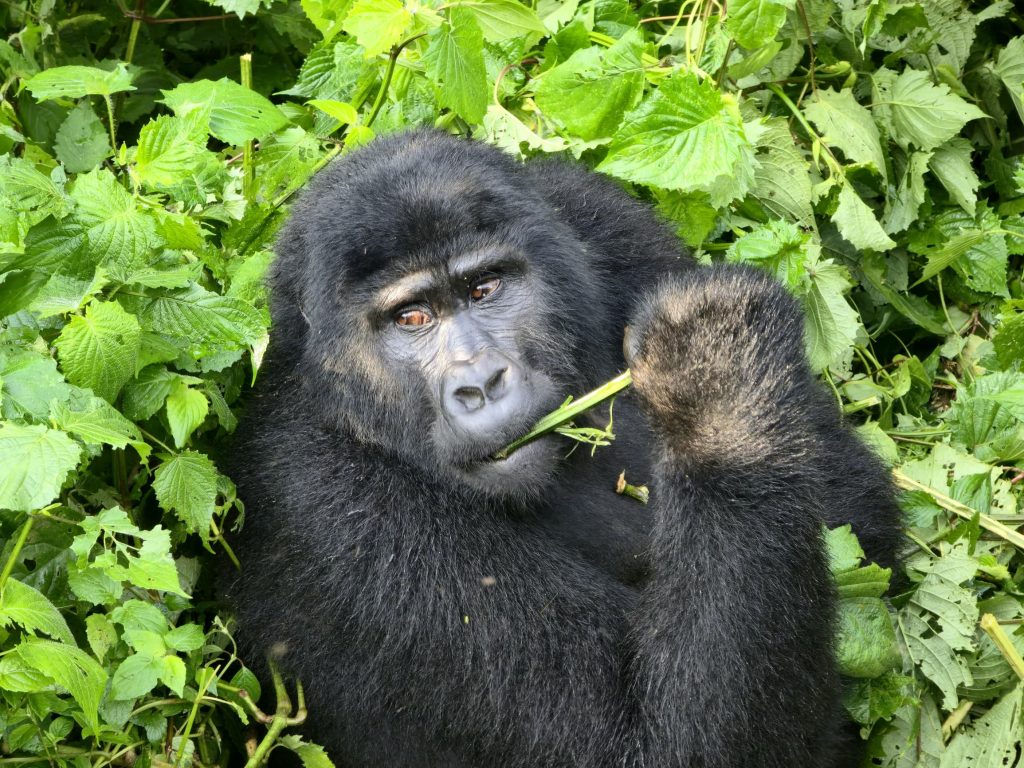 Rwanda Wildlife Guide: Best Safaris & Animals (2026/2027) 1 Mountain gorilla feeding among lush green vegetation during a wildlife and primate safari experience in Rwanda