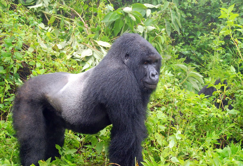 Rwanda vs Uganda Safari: Which Is Best? 2026/2027 5 Adult silverback mountain gorilla standing in dense green forest vegetation, representing a Rwanda vs Uganda gorilla trekking experience