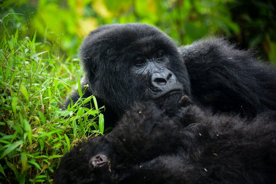 Rwanda vs Uganda Safari: Which Is Best? 2026/2027 1 Mountain gorilla resting in lush green forest vegetation, representing a Rwanda vs Uganda safari and gorilla trekking comparison