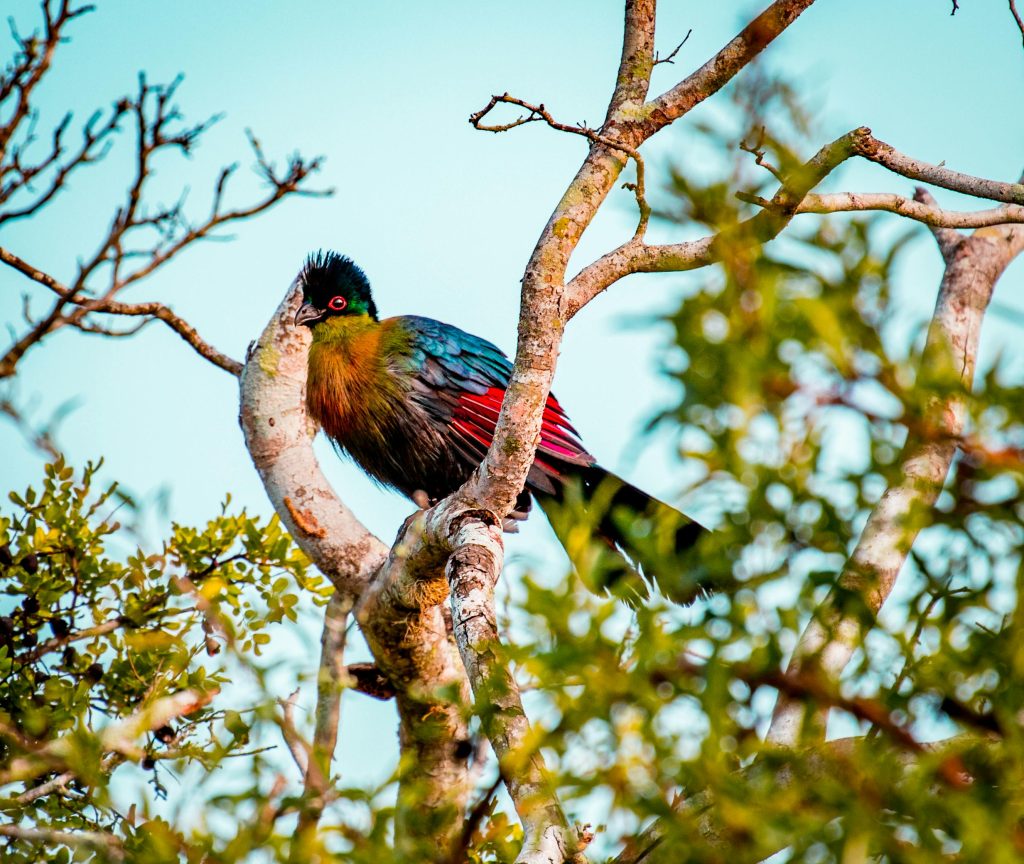 Best Rwanda Birding Safari: Ultimate Guide 2026/2027 27 Colorful Rwenzori turaco perched on a tree branch during an Albertine Rift birdwatching safari in Rwanda