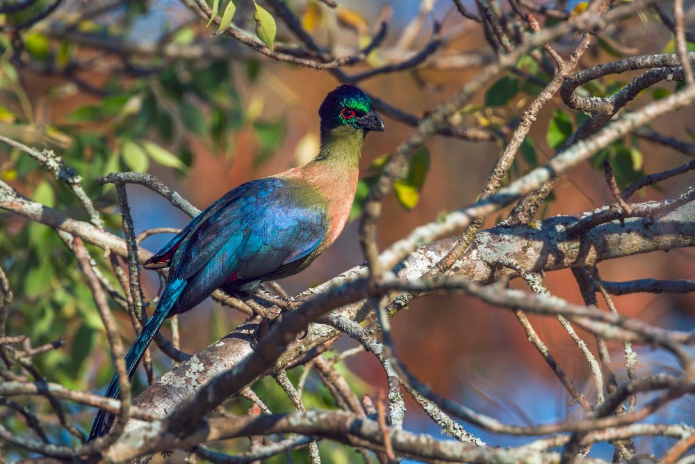 Best Rwanda Birding Safari: Ultimate Guide 2026/2027 15 Colorful Rwenzori turaco perched among tree branches during a birdwatching safari in Rwanda’s Albertine Rift region