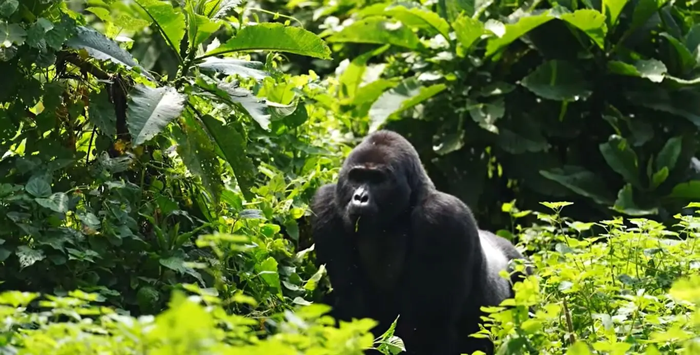 Uganda Safari FAQs 13 A powerful silverback gorilla surveying the forest terrain