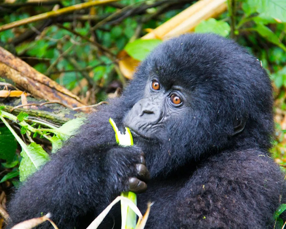Rwanda Safari Costs : Best Prices & Budget Guide 2026/2027 7 Sample Rwanda Safari Costs