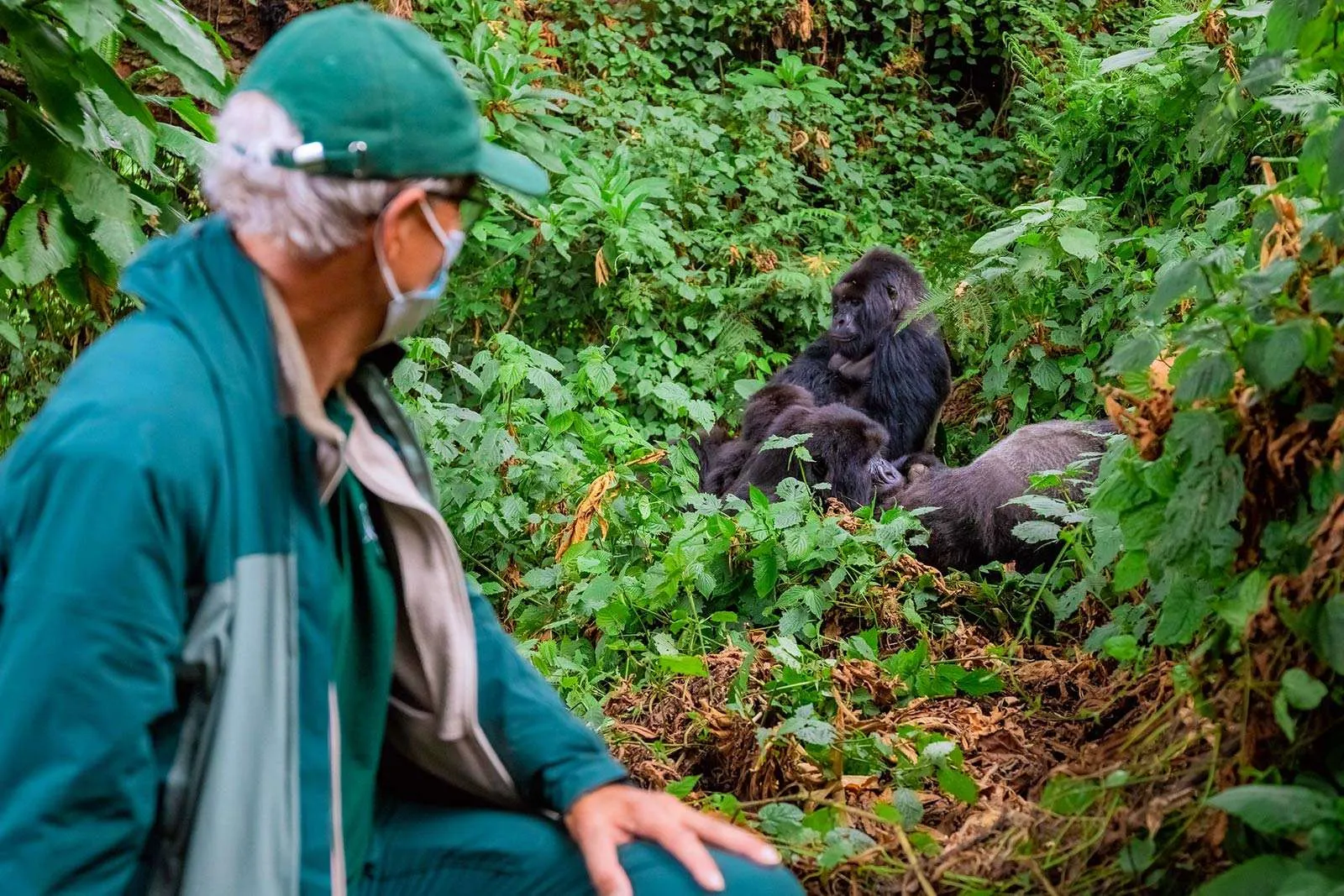 Ultimate Uganda Gorilla Trekking from UK: Best Guide 2026/27 13 Can people over 60 or 70 trek gorillas in Uganda