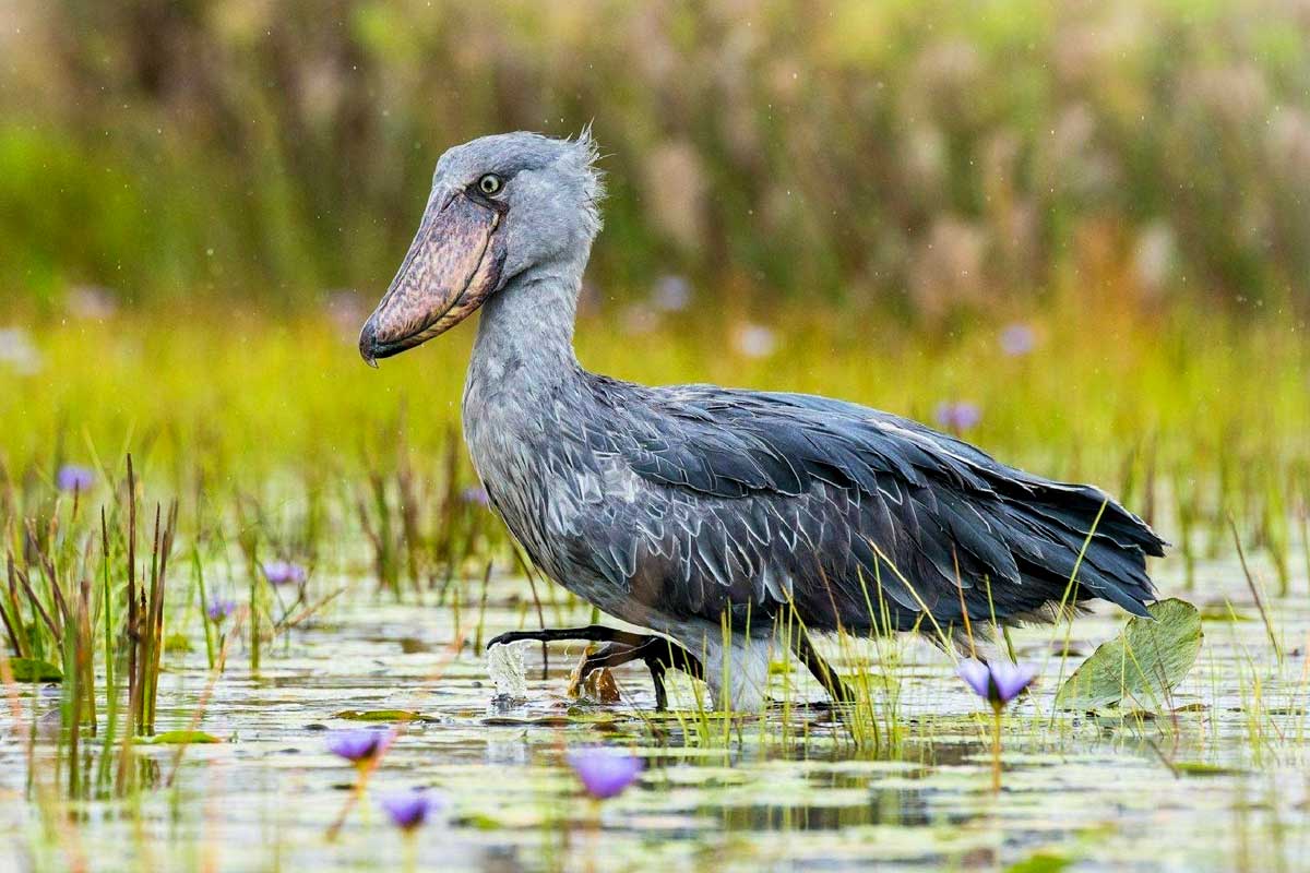 Incredible Uganda Wildlife Encounters: Ultimate Safari Guide 2026/2027 47 Shoebill standing in shallow wetland vegetation during a birdwatching experience at Mabamba Wetland, Uganda