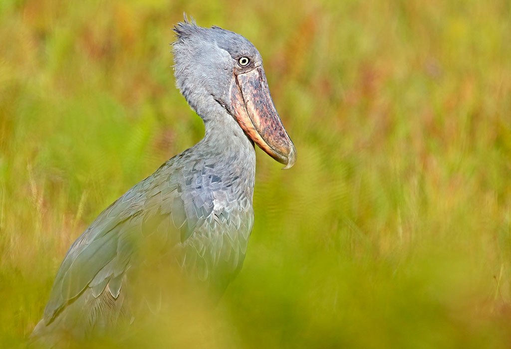 Best Rwanda Birding Safari: Ultimate Guide 2026/2027 19 Shoebill standing in wetland vegetation, representing Rwanda’s remarkable wetland birds and specialist birdwatching experiences